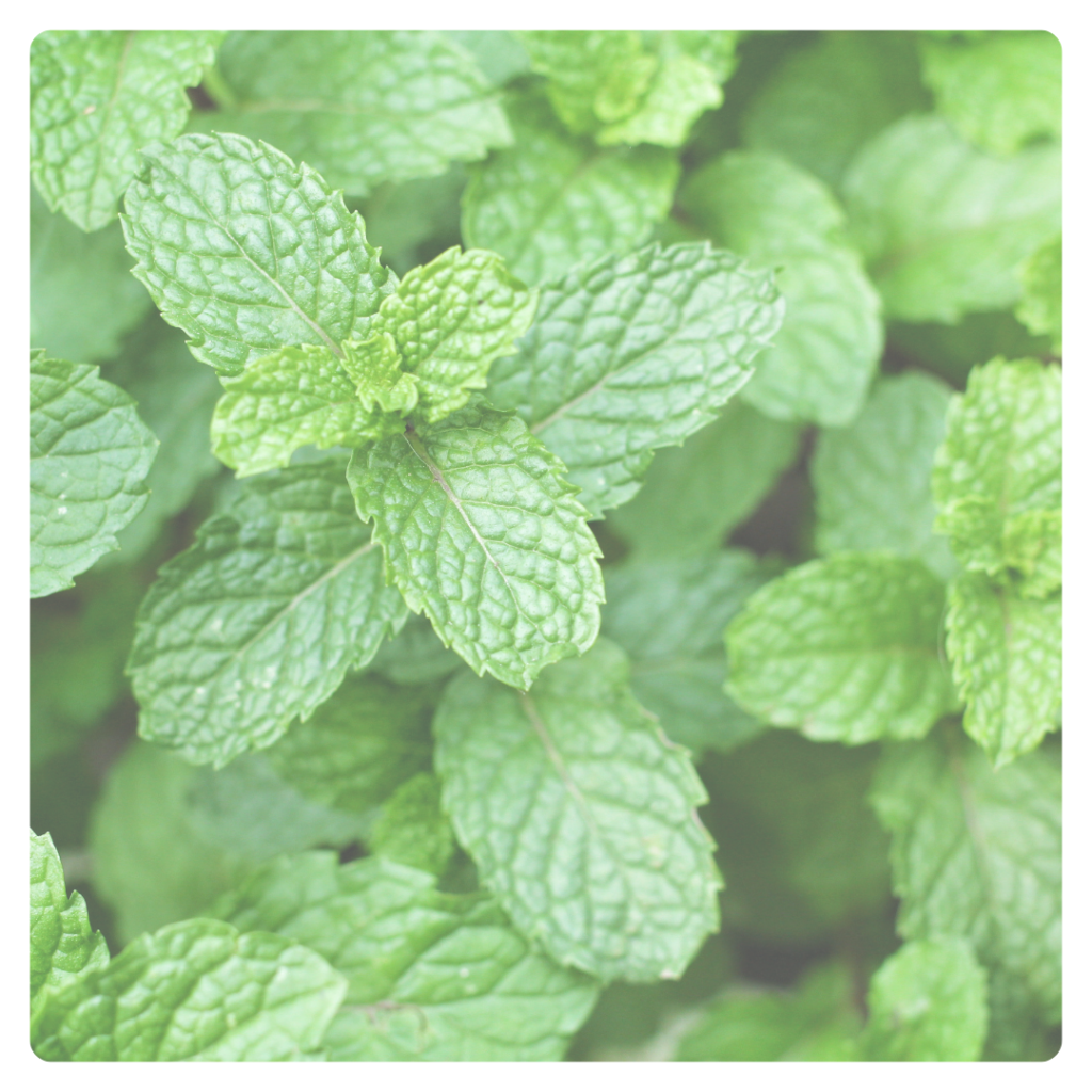 mint-julep-recipe