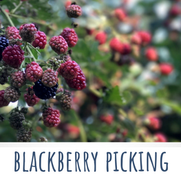blackberry picking