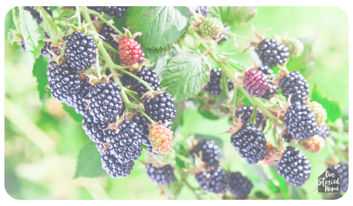 blackberry-picking